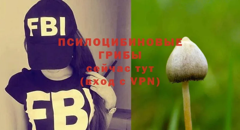 Псилоцибиновые грибы Psilocybine cubensis  Амурск 